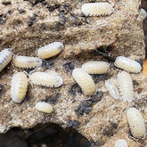 Armadillidium Nasatum Pearl